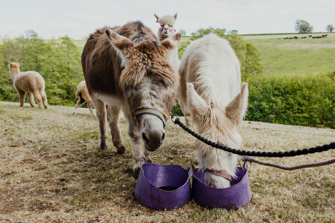 Smeaton Farm Luxury B&B St Mellion Bagian luar foto